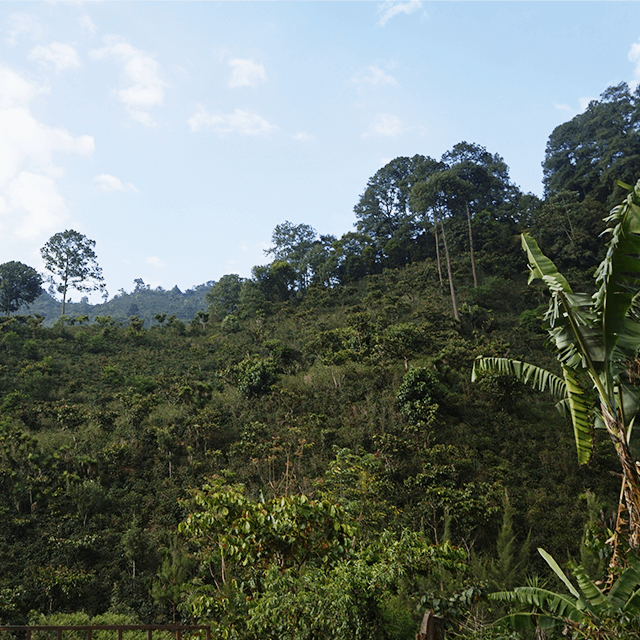 エスペランサ農園