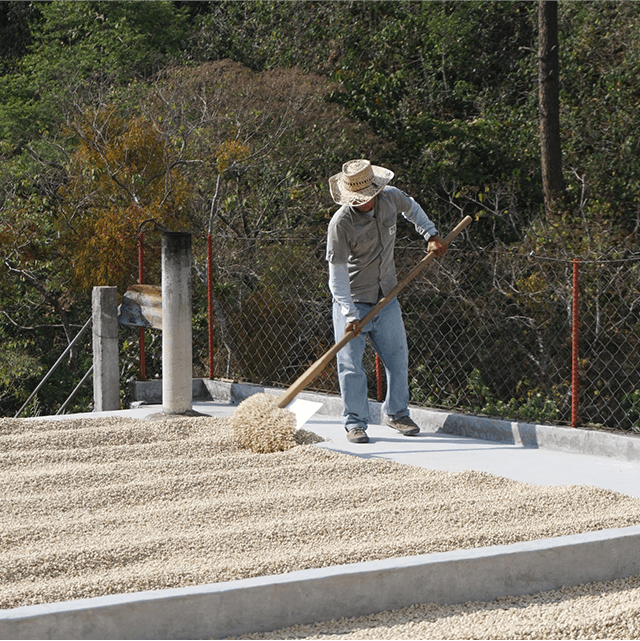 水洗後の豆を乾燥させる様子